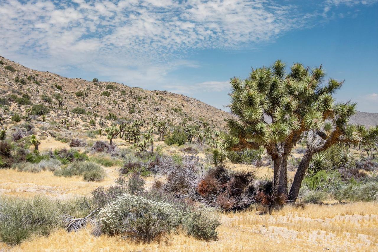 Peaceful Home With Nature Views & Trail Access Yucca Valley Εξωτερικό φωτογραφία